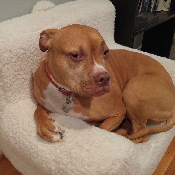 Meet your Posher, Donald - Picture 1 of 1